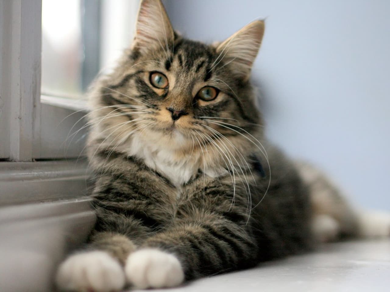 A cat sitting by a window in soft light