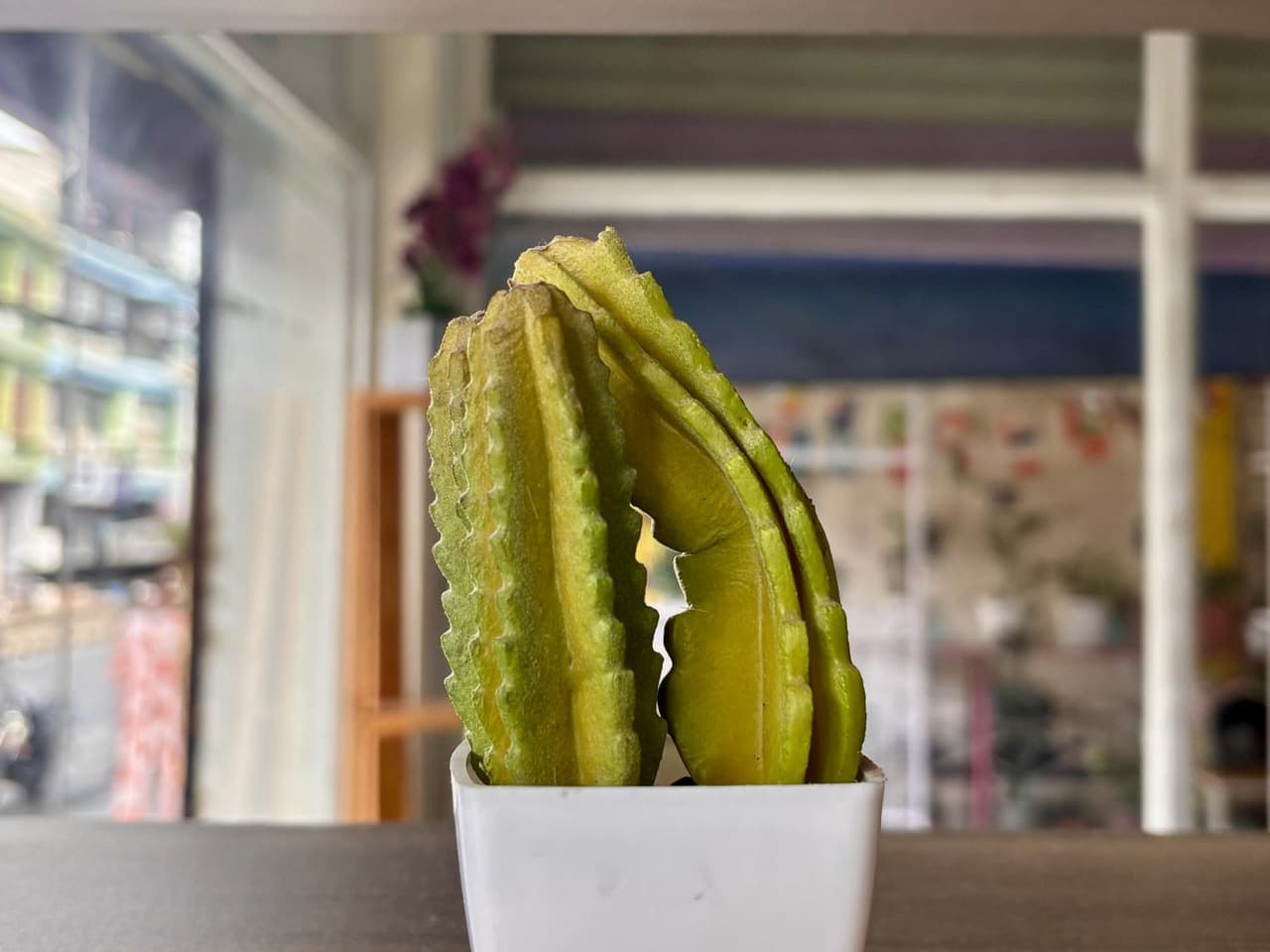 Houseplants on a shelf by a window