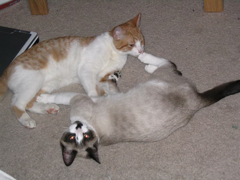 A cat mid-play indoors