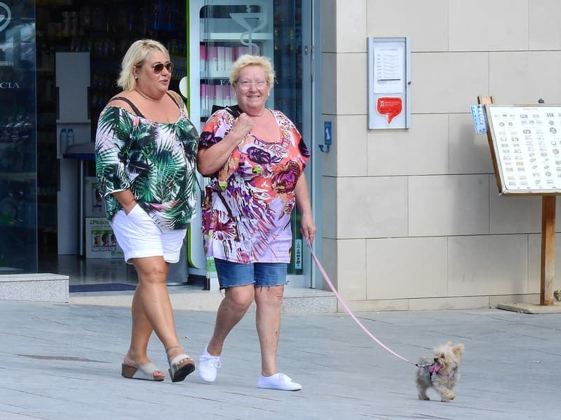 A dog on a lead on a path
