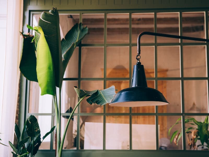 Houseplants in bright window light