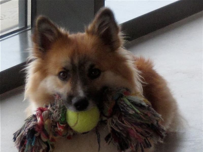 A dog toy on a floor
