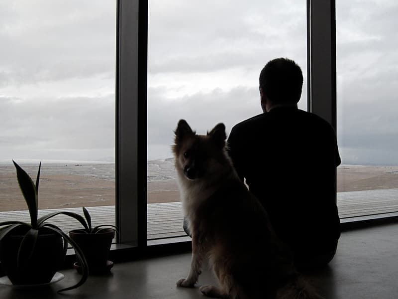 A dog resting at home