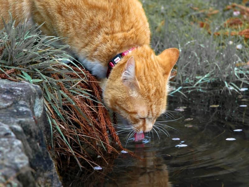 A cat beside a water bowl